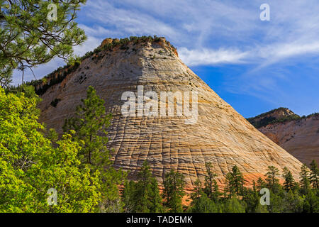 Ein Frühling Blick auf checkerboard Mesa, einem malerischen Sandstein Bildung im Zion National Park, Utah, USA. Diese Ausbildung ist auf der Ostseite des Parks. Stockfoto