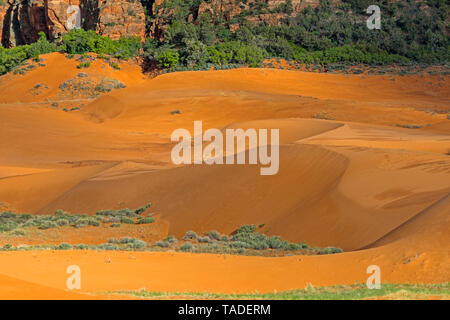 Dappled Sonnenlicht leuchtet die spektakulären Sanddünen im Coral Pink Sand Dunes State Park. Diese spektakuläre Park liegt in der Nähe der Stadt Kanab, UT. Stockfoto