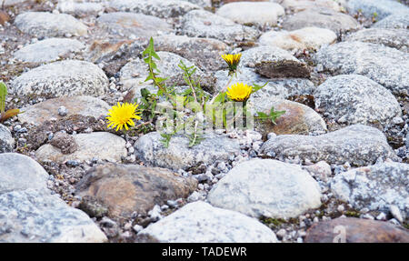 Gelbe Blüte der Pflanze Löwenzahn Taraxacum officinale aka Gemeinsame Löwenzahn wächst zwischen Steinplatten. Stockfoto