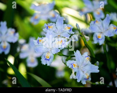 Ein Cluster von Japanischen gesäumten Schwertlilien blühen in einem Wald in der Präfektur Kanagawa, Japan Stockfoto