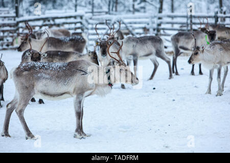 Herde von Rentieren im Winter Wetter, Weide Rentier Stockfoto