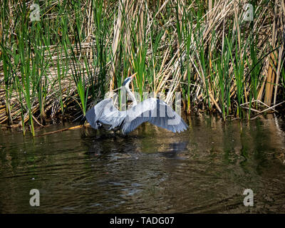 Ein Graureiher streckt seine Flügel in einem flachen Teich in Yamato, Japan auf einer feinen späten Frühling. Stockfoto
