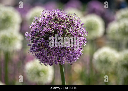 Allium Globemaster in Boarder mit großen weißen Alliums Stockfoto