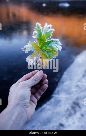 Norwegen, Lofoten, Hand des Menschen Holding gefroren Blatt Stockfoto