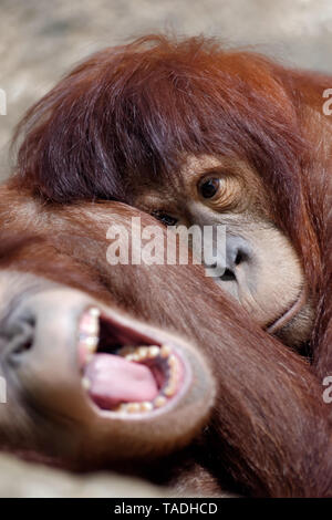 Tiere: Zwei junge sleepy Orang-utan, sich erholend, Gähnen, Nahaufnahme Stockfoto