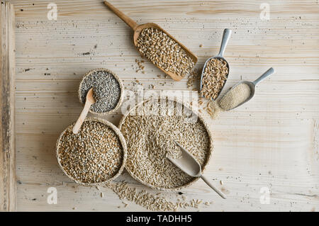 Bio Weizen, Roggen, Amaranth, Dinkel, Buchweizen und Hafer auf die Schaufeln und auf Holz, von oben Stockfoto