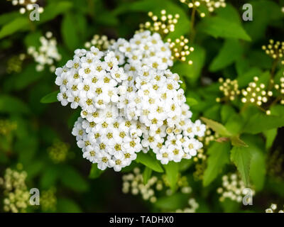 Kleine weiße Schafgarbe Blumen blühen in einem engen Cluster in einem japanischen Park. Stockfoto