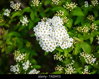 Kleine weiße Schafgarbe Blumen blühen in einem engen Cluster in einem japanischen Park. Stockfoto