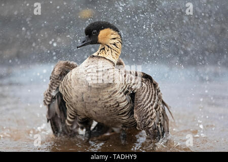 USA, Hawaii, Big Island, Hawaii Volcanoes National Park, Gans in der Badewanne Stockfoto