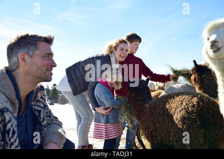 Familie Alpakas Fütterung mit Heu auf einem Feld im Winter Stockfoto