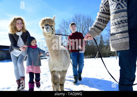 Familie wandern mit Alpaka auf einem Feld im Winter Stockfoto