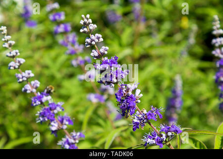 Mönchs Pfeffer, Vitex Agnus-castus Stockfoto