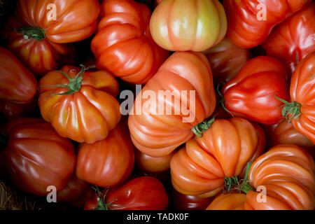 Oxheart Tomaten auf dem Markt Stockfoto