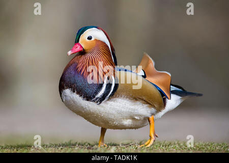 Schottland, Portrait von männliche Mandarinente Stockfoto