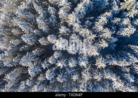 Deutschland, Oberbayern, Dietramaszell, Luftaufnahme von Pinienwald im Winter Stockfoto