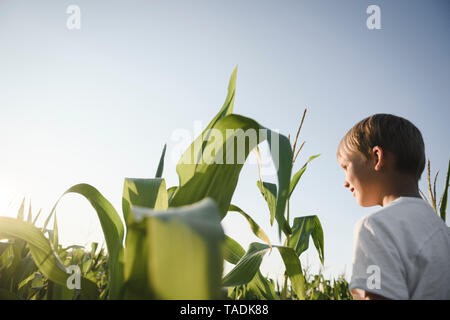 Junge in einem Maisfeld unter blauem Himmel Stockfoto