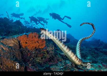 Schwarz - Banded sea Krait mit einer Gruppe von Tauchern im Hintergrund Stockfoto