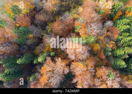 Deutschland, Bayern, herbstlichen Mischwald in der Nähe von Icking, Luftaufnahme Stockfoto