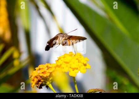 Hummingbird Hawk-moth auf Lantana camara Blume Stockfoto