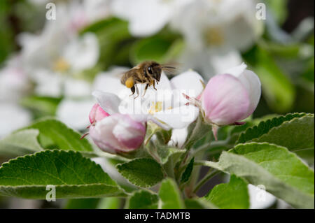 Biene auf einer Apple Blossom, Bayern, Deutschland Stockfoto