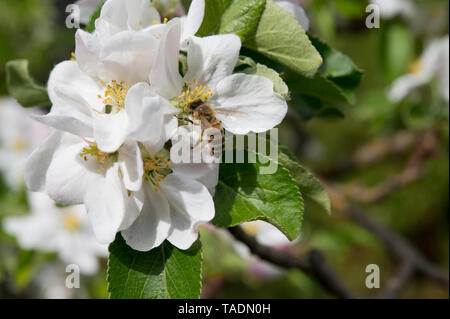 Biene auf einer Apple Blossom, Bayern, Deutschland Stockfoto