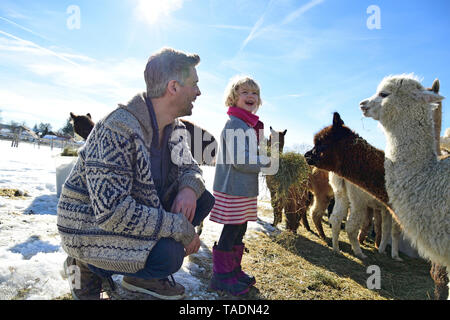 Gerne Vater und Tochter Alpakas Fütterung mit Heu auf einem Feld im Winter Stockfoto