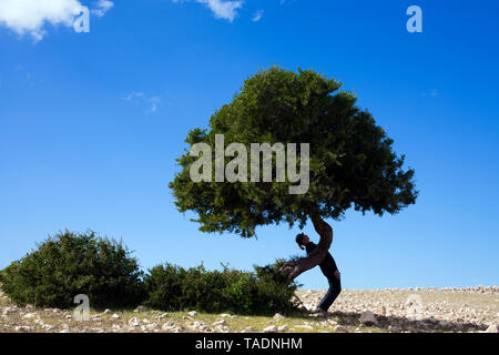 Marokko Sidi Kaouki, Mann, eine Melone stehen schief an einem Baum Stockfoto