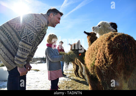 Vater und Tochter Alpakas Fütterung mit Heu auf einem Feld im Winter Stockfoto