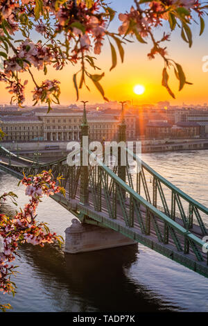 Budapest, Ungarn - Frühling in Budapest mit schönen Freiheit Brücke über die Donau mit der aufgehenden Sonne und Kirschblüte im Vordergrund Stockfoto