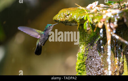 Antillean Crested Hummingbird schwebt und Getränke aus einem Wasserfall auf der Insel Mustique, St. Vincent und die Grenadinen, West Indies Stockfoto