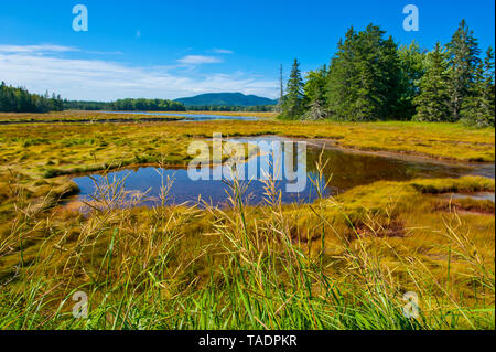USA, Maine, Little Creek in den Acadia National Park Stockfoto