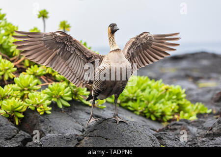 USA, Hawaii, Big Island, Hawaii Volcanoes National Park, Gans Flügel aus Stockfoto