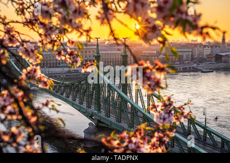 Budapest, Ungarn - Frühling in Budapest mit schönen Freiheit Brücke über die Donau mit traditionellen gelben Straßenbahn, golden Sunrise und Kirschblüte Stockfoto