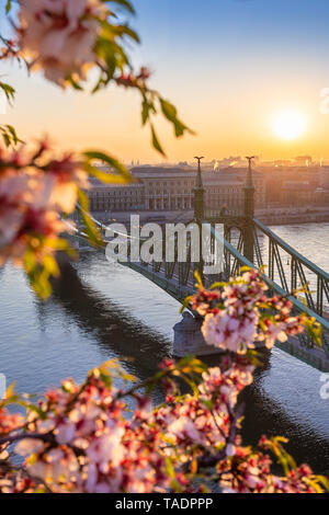 Budapest, Ungarn - Schöne und leeren Freiheit Brücke über die Donau bei Sonnenaufgang mit Cherry Blossom im Vordergrund. Der Frühling hat in Budapest angekommen Stockfoto