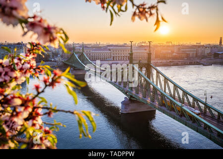 Budapest, Ungarn - Frühling in Budapest mit schönen Freiheit Brücke über die Donau mit traditionellen gelben Straßenbahn bei Sonnenaufgang und Kirschblüte am f Stockfoto