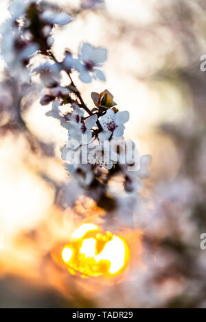 Blüten Cherry Plum bei Sonnenuntergang Stockfoto
