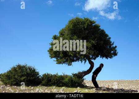 Marokko Sidi Kaouki, Mann, eine Melone stehen schief an einem Baum Stockfoto