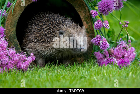 Igel, (Wissenschaftlicher Name: Erinaceus Europaeus) Wilde, Eingeborener, Europäische Igel im natürlichen Lebensraum Garten mit blühenden lila Schnittlauch. Nach rechts Stockfoto