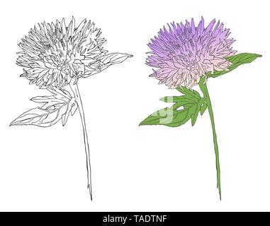 Klette Zeichnung, botanische Blume Vektor Stock Vektor