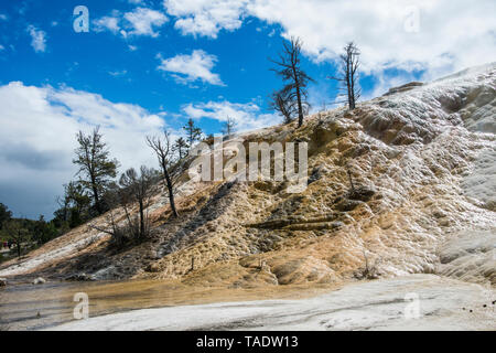 USA, Wyoming, Yellowstone National Park, tote Bäume auf einem Hügel von Travertin in Mammoth Hot Springs Terrassen Stockfoto