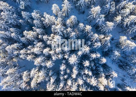 Deutschland, Bayern, Luftaufnahme über verschneite Wald Fichte Stockfoto