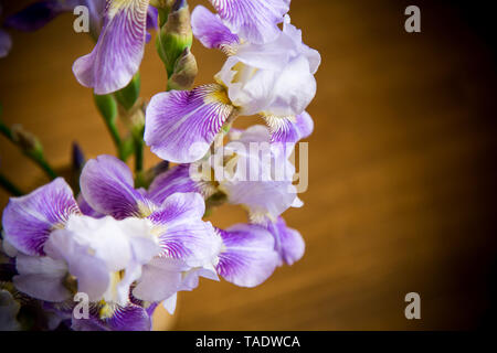 Bouquet von schönen Blumen Iris auf hölzernen Hintergrund isoliert Stockfoto