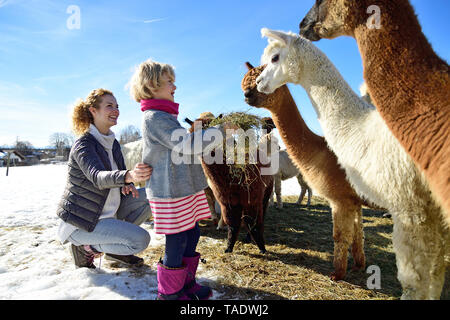 Mutter und Tochter Alpakas Fütterung mit Heu auf einem Feld im Winter Stockfoto