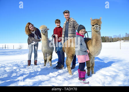 Familie mit Alpakas auf einem Feld im Winter Stockfoto