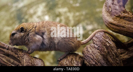 Maus in freier Wildbahn. Seitliche Sicht auf die Maus, die auf einem Ast sitzt. Stockfoto