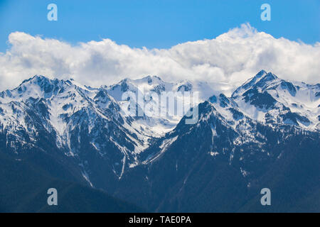 Hurricane Ridge, Olympic Nationalpark, Washington Stockfoto