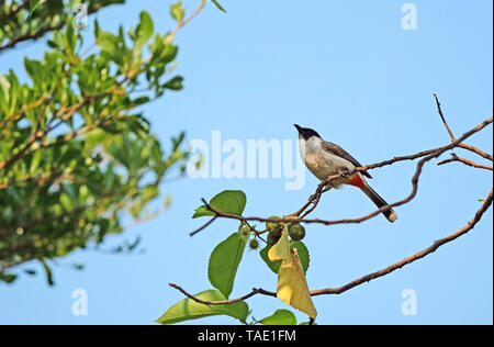 Closeup Rußig-vorangegangen bulbul Vogel auf Zweig isoliert auf Hintergrund Stockfoto