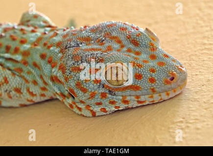 Closeup Tokay Gecko ist an der Wand Stockfoto
