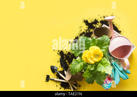 Gartenarbeit Hintergrund mit Gerbera, Maut- und Blumen Pflanzen in Feld auf gelben Hintergrund. Blick von oben. Platz für Text. Stockfoto