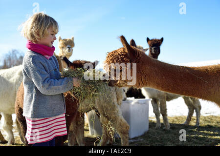 Mädchen Fütterung Alpakas mit Heu auf einem Feld im Winter Stockfoto